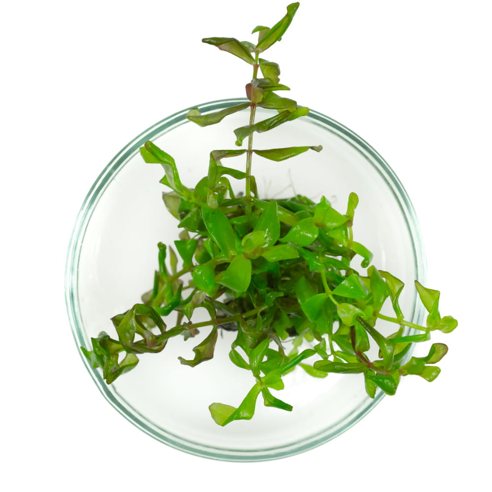 Rotala macrandra wspaniała 5szt. in vitro